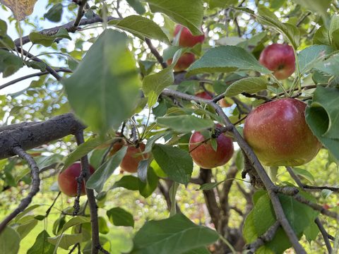 There is even an apple tree out back, with apples ripening in season